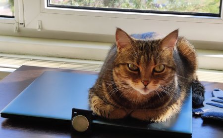 Conferenza in streaming gratuita SEO per Paws per sostenere i rifugi per animali domestici